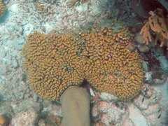 Yellow Pencil Coral